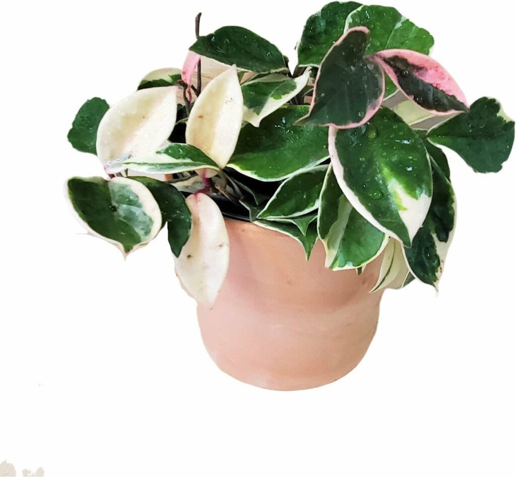 Pink indoor house plants that are pet safe and non-toxic for dogs and cats