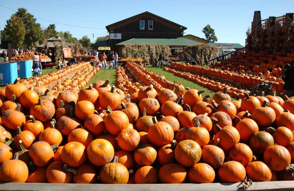 best places pumpkin picking 2021