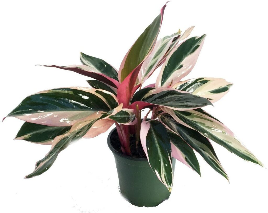 Pink indoor house plants that are pet safe and non-toxic for dogs and cats