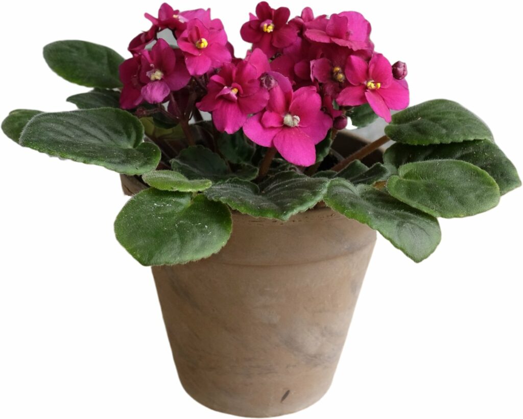 Pink and purple indoor house plants that are pet safe and non-toxic for dogs and cats