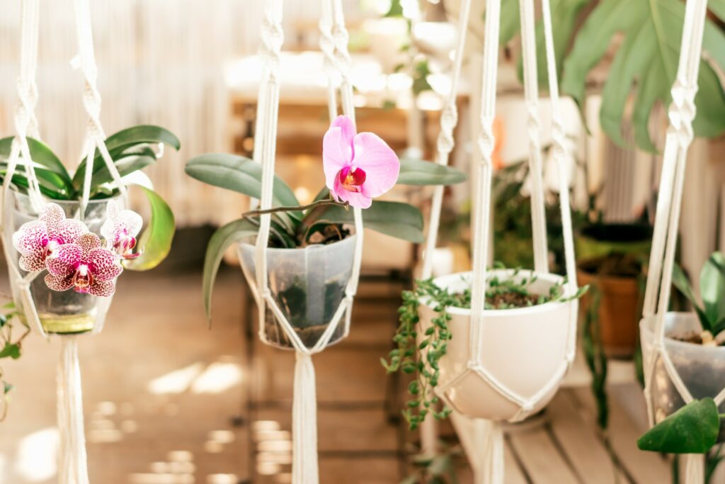 The best pink indoor house plants to buy that are dog and cat safe.