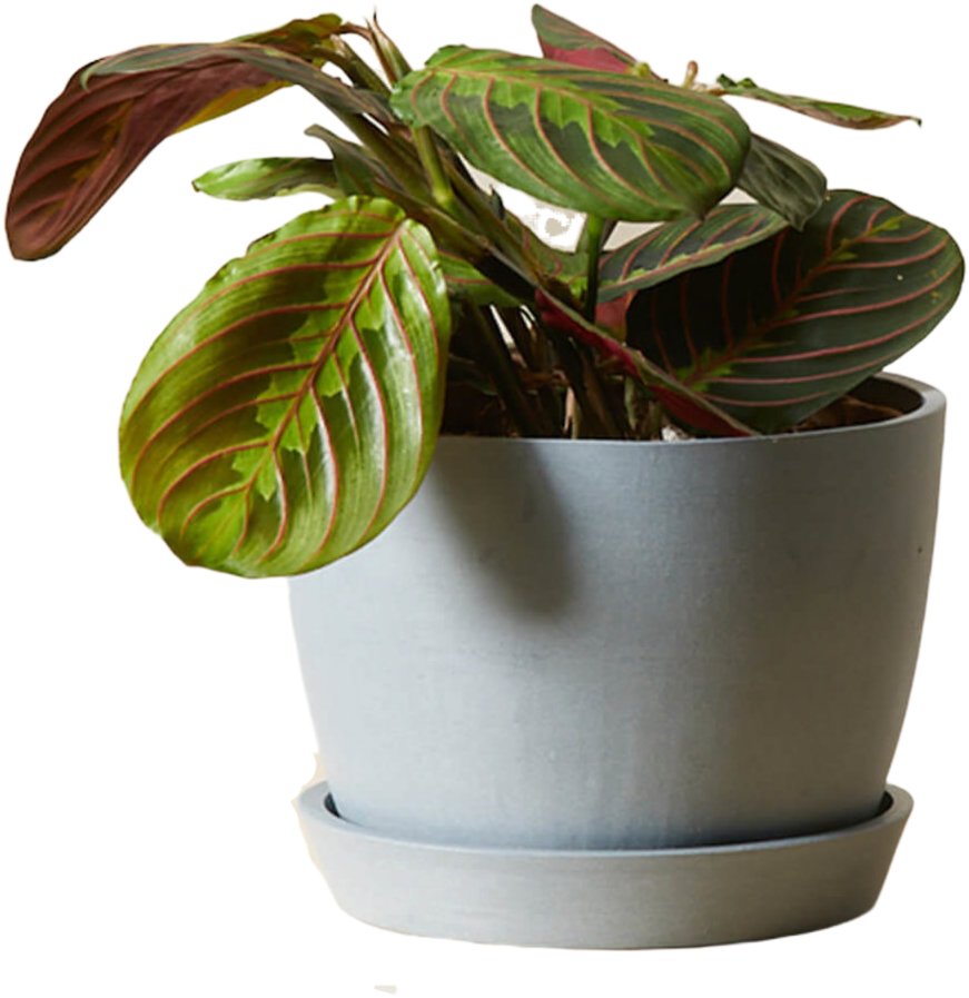Pink indoor house plants that are pet safe and non-toxic for dogs and cats