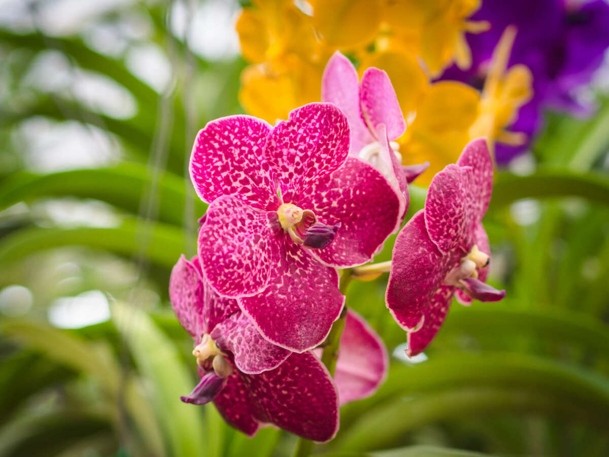 Best luxury orchid shows in the world with 2023 dates, including New York and Kew Garden London, plus some fun facts to know about orchids.