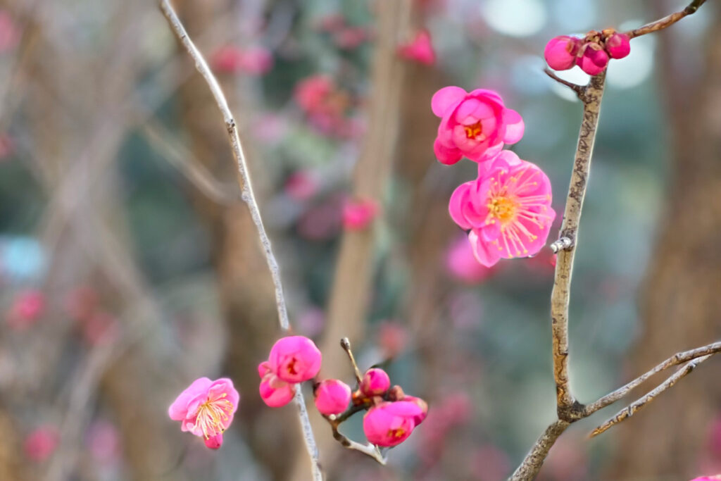 Early spring flowers, trees and blooms at the New York Botanical Garden (NYBG) March 2022