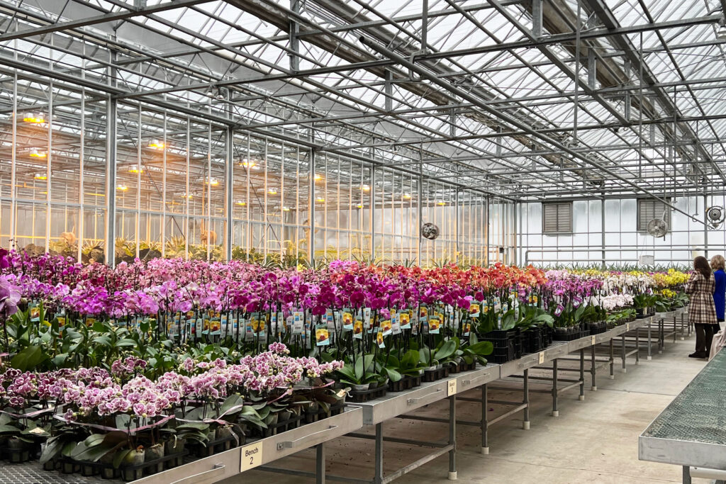 behind the scenes photos of gorgeous New York Orchid Show 2022