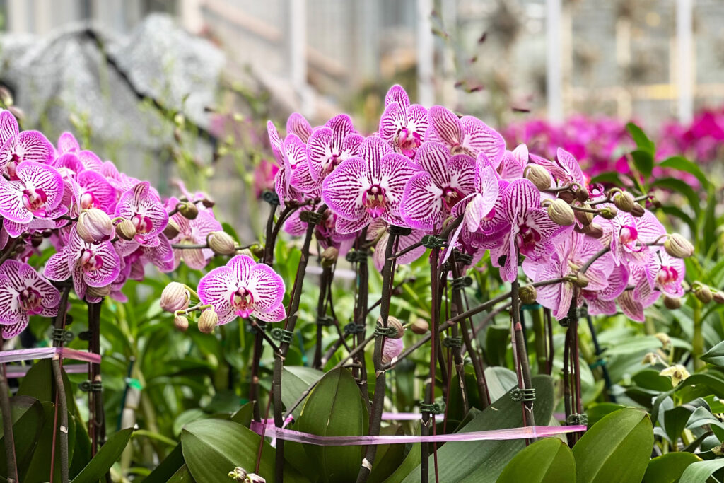 Backstage preview of the Nolen Greenhouse and best photos of the preparation for New York Botanical Garden (NYBG) Orchid Show 2022. Photo Credit: Dandelion Chandelier.