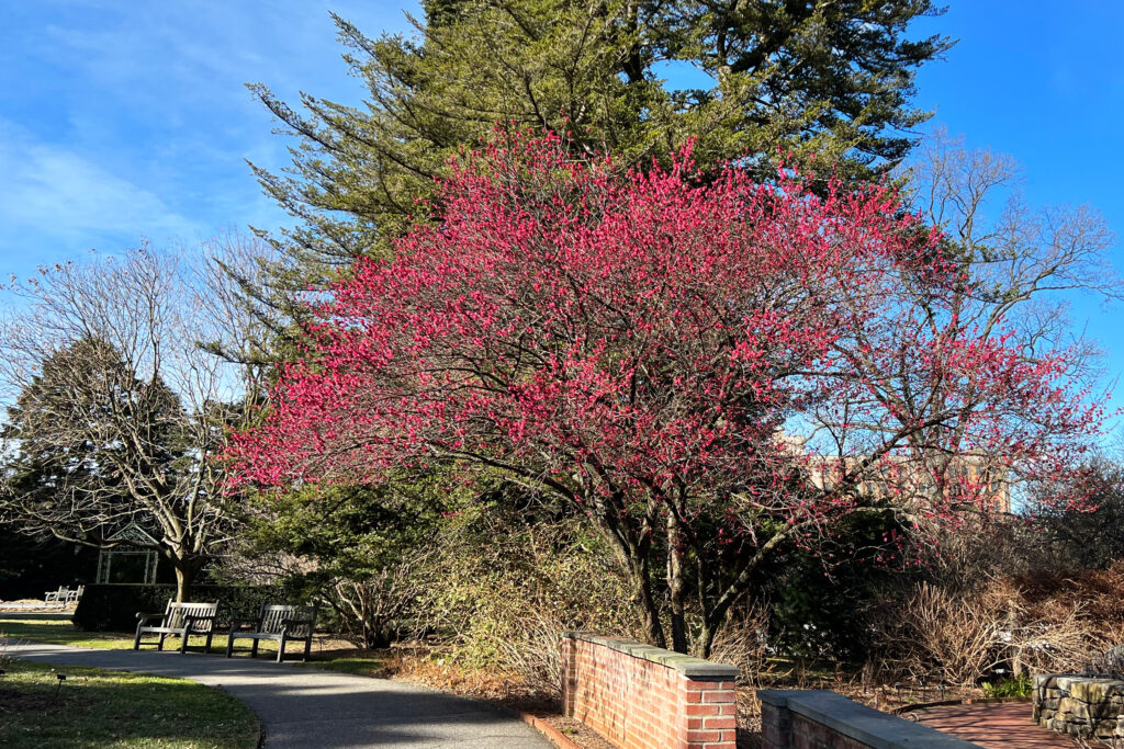 early spring flowers, trees and blooms at the New York Botanical Garden (NYBG) March 2022