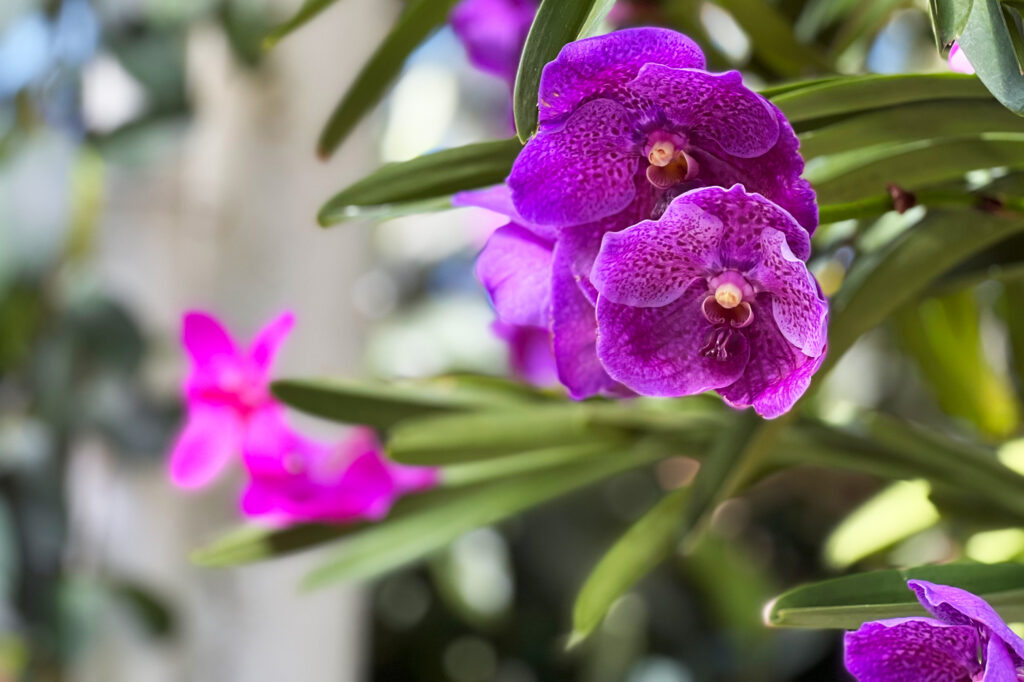 Photos from the New York Botanical Garden (NYBG) Orchid Show 2022. Photo Credit: Dandelion Chandelier.