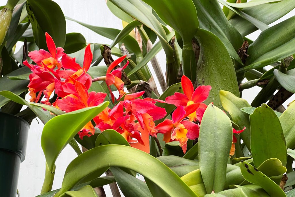 Behind the scenes tour of the Nolen Greenhouse and best photos of the preparation for New York Botanical Garden (NYBG) Orchid Show 2022