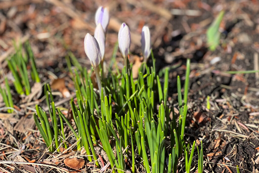 Early spring flowers, trees and blooms at the New York Botanical Garden (NYBG) March 2022