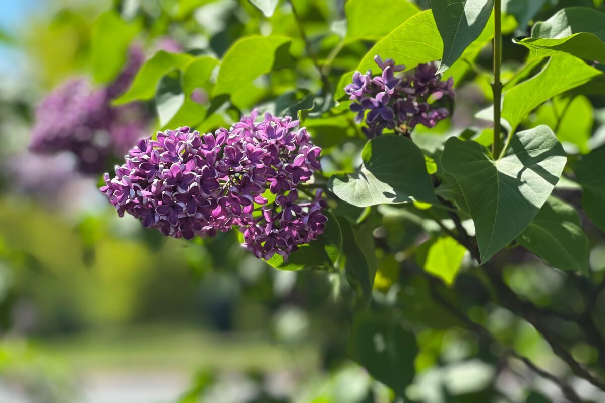Photos and where to go to see beautiful lilacs and other spring flowers of every color in full bloom at the New York Botanical Garden (NYBG)