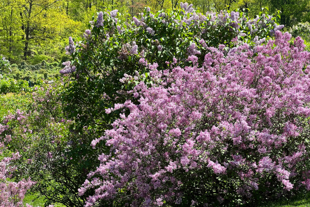 Photos and where to go to see beautiful lilacs and other spring flowers of every color in full bloom at the New York Botanical Garden (NYBG).