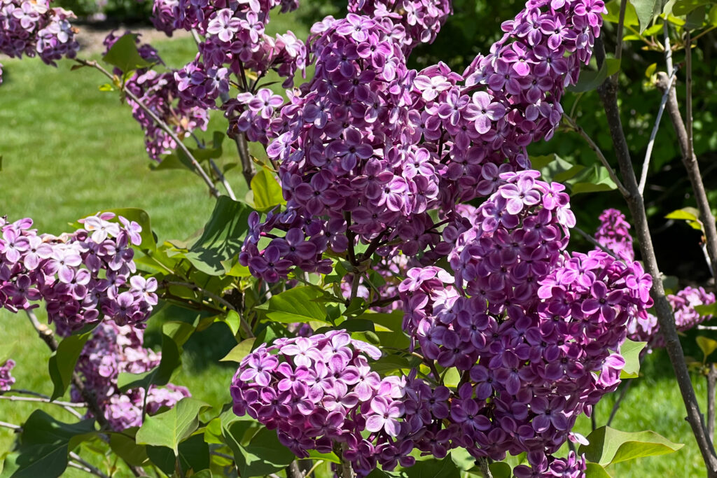 Photos and where to go to see beautiful lilacs and other spring flowers of every color in full bloom at the New York Botanical Garden (NYBG).