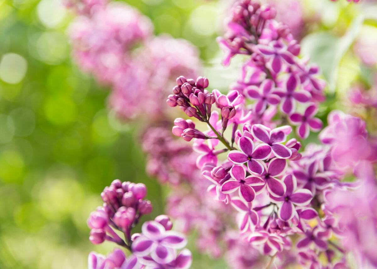 lilacs in bloom at New York Botanical Garden