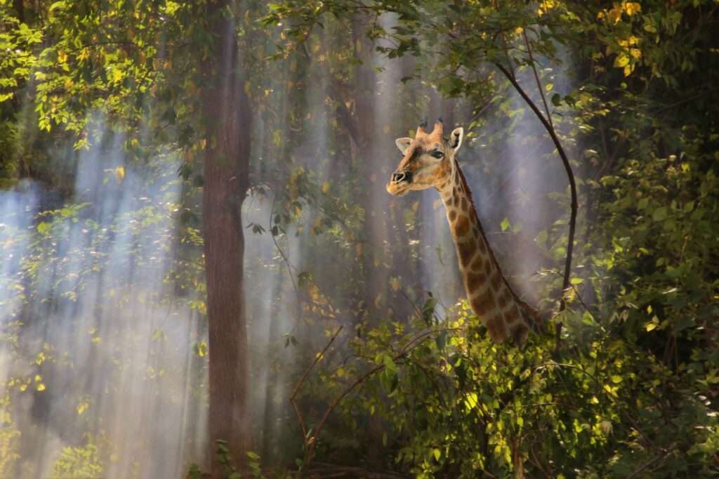Expert tour companies best right now for booking sustainable, eco-friendly responsible travel for an individual, family or group vacation.