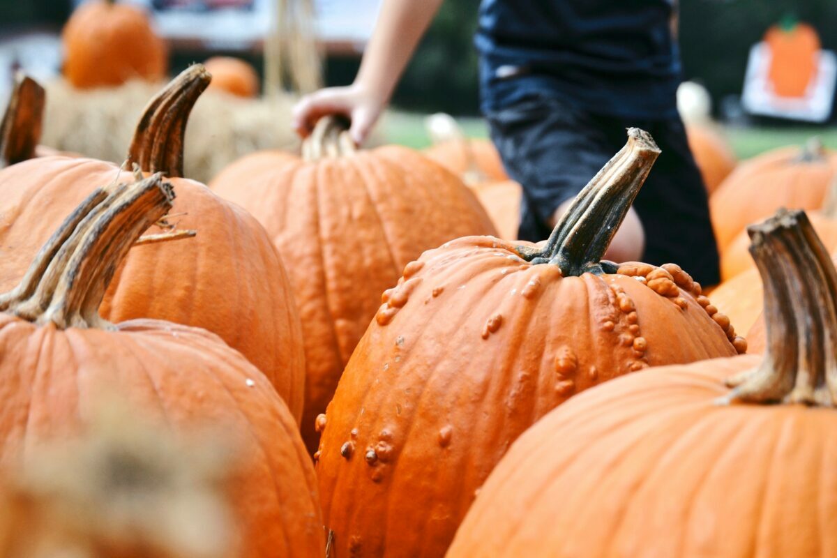 The best places in the U.S. to go pumpkin picking this fall, including charming pumpkin patches with hayrides and treats in a spot near you.