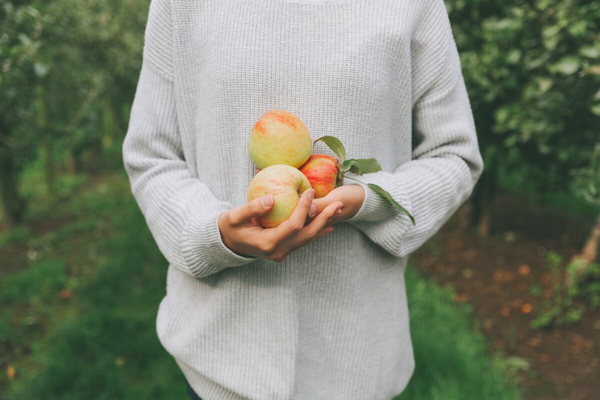 The best places and apple orchards in the U.S. to go apple-picking this fall with kids and family, and find cider, donuts and other treats.