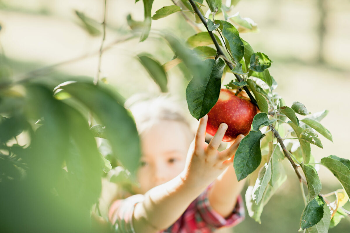 The best places and apple orchards in the U.S. to go apple-picking this fall with kids and family, and find cider, donuts and other treats.