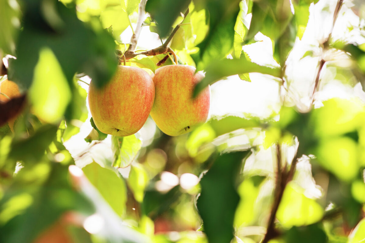 The best places and apple orchards in the U.S. to go apple-picking this fall with kids and family, and find cider, donuts and other treats.