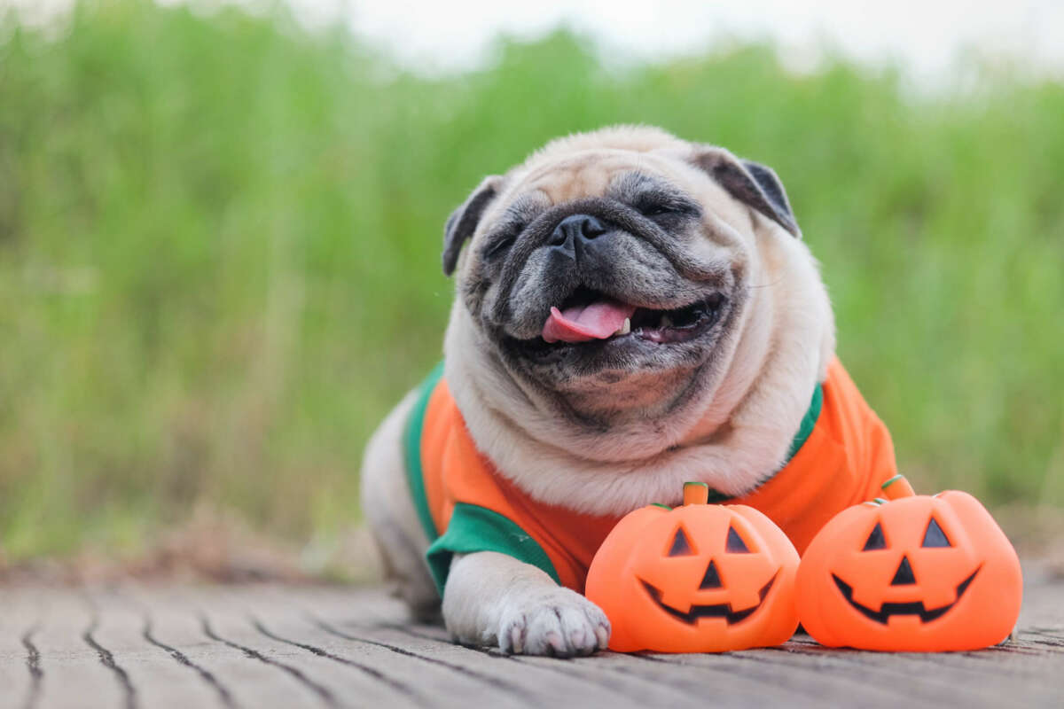Our edit of the best Halloween costume ideas to shop for dogs and cats of any size, plus fall flavored pet treats to enjoy all season long.