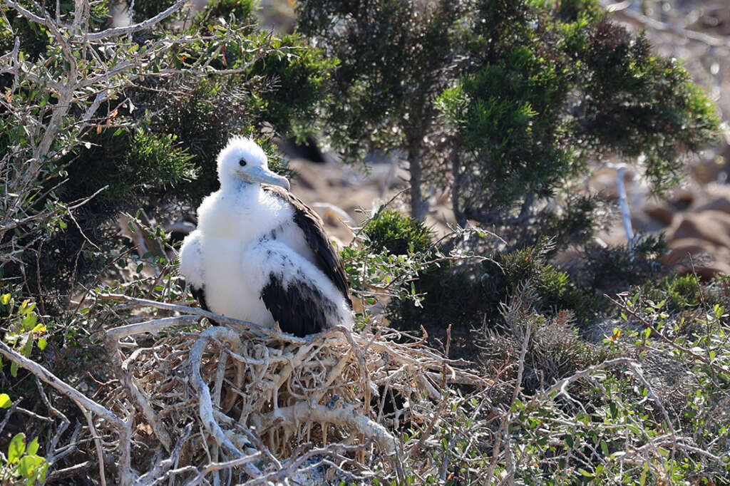 Photos of North Seymour Island in Galapagos with mating sea birds including male Frigatebirds with red sacs