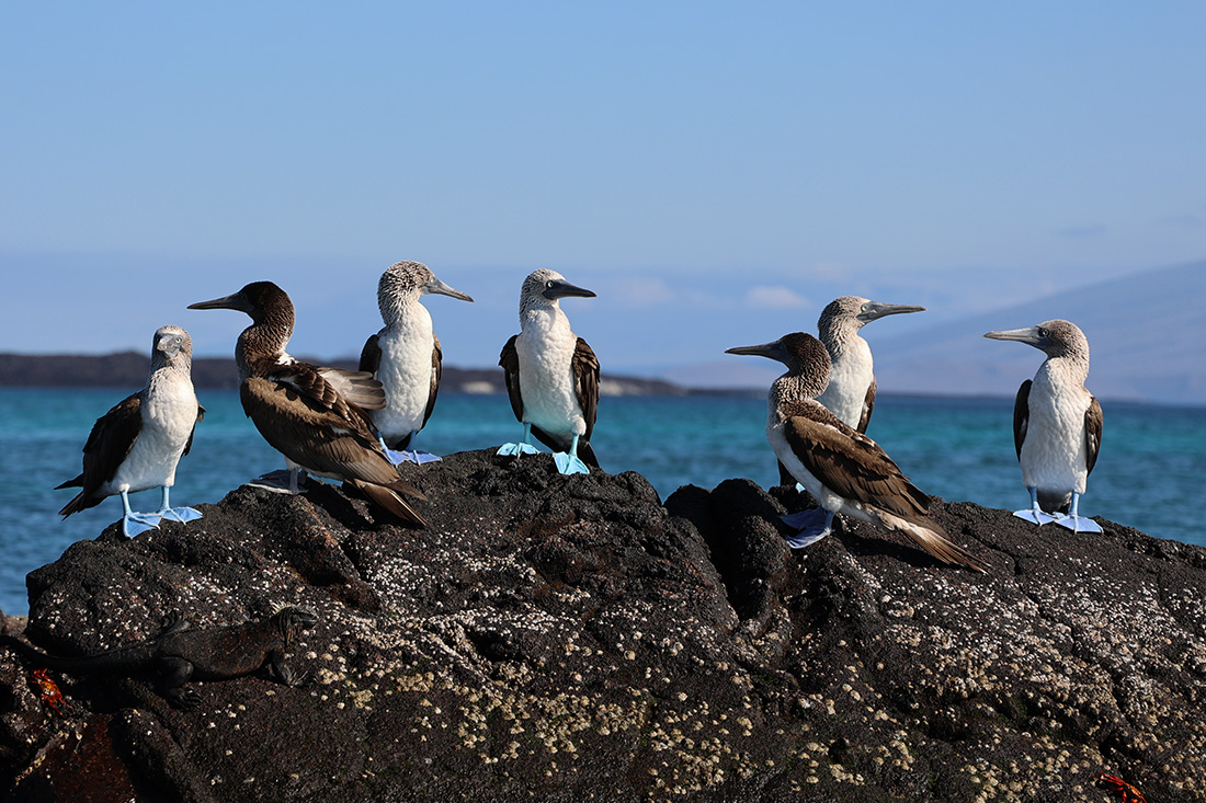 best photos from Punta Mangle in the Galapagos Islands, with birds like Blue-Footed Boobies, brown pelicans, Flightless Cormorants and penguins, plus sea lions and iguanas