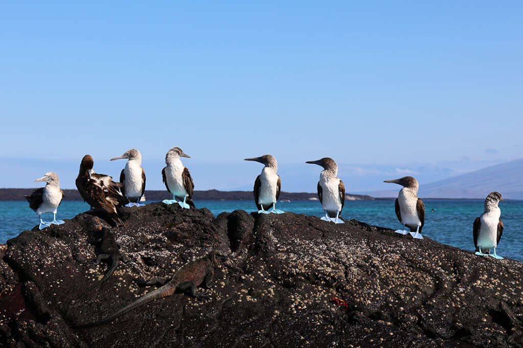 How to have the best luxury cruise vacation in the Galapagos Islands.