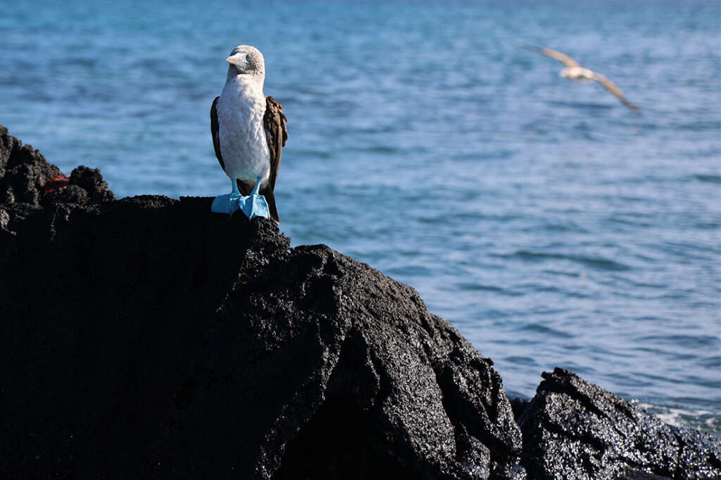 Blue-Footed Boobie in Punta Mengle in the Galapagos Islands