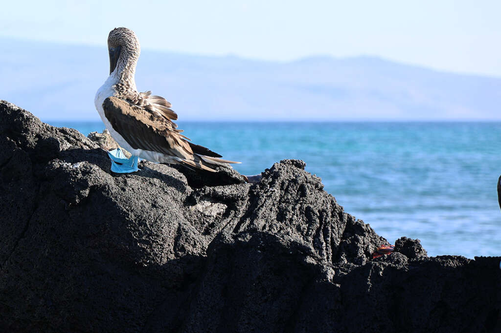 blue-footed boobie in the Galapagos Islands