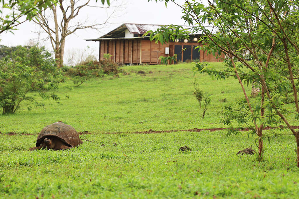 The best place to see the famous giant tortoises of the Galapagos Islands