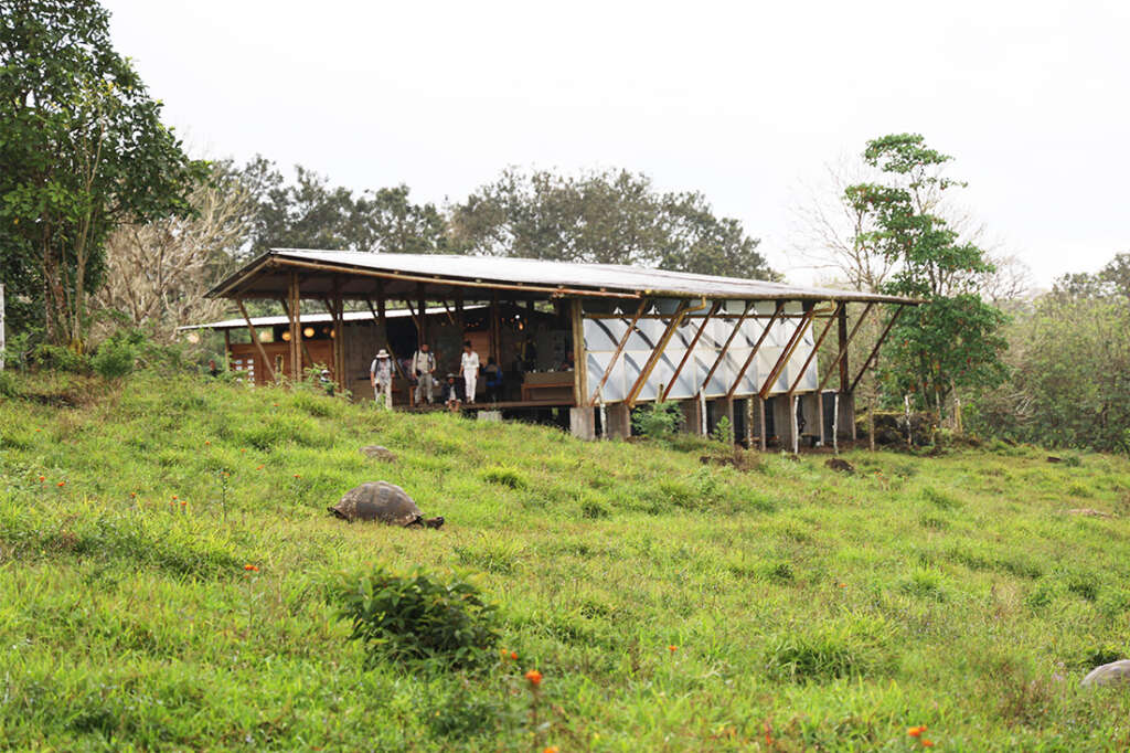 the highlands of Santa Cruz Island in the Galapagos, the best place to see the famous giant tortoises