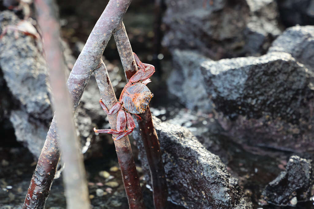 visit to Elizabeth Bay in the Galapagos Islands, home to sea turtles and mangrove trees