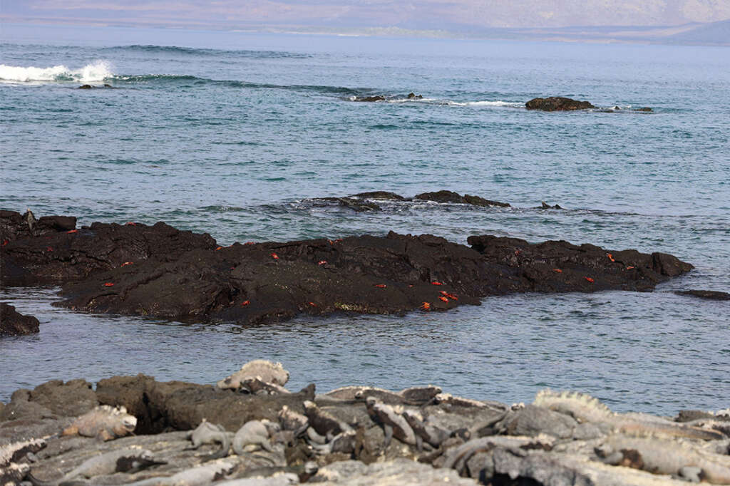 crabs on Punta Espinoza in the Galapagos Islands