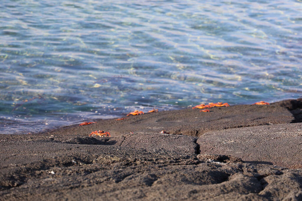 crabs on Punta Espinoza in the Galapagos Islands