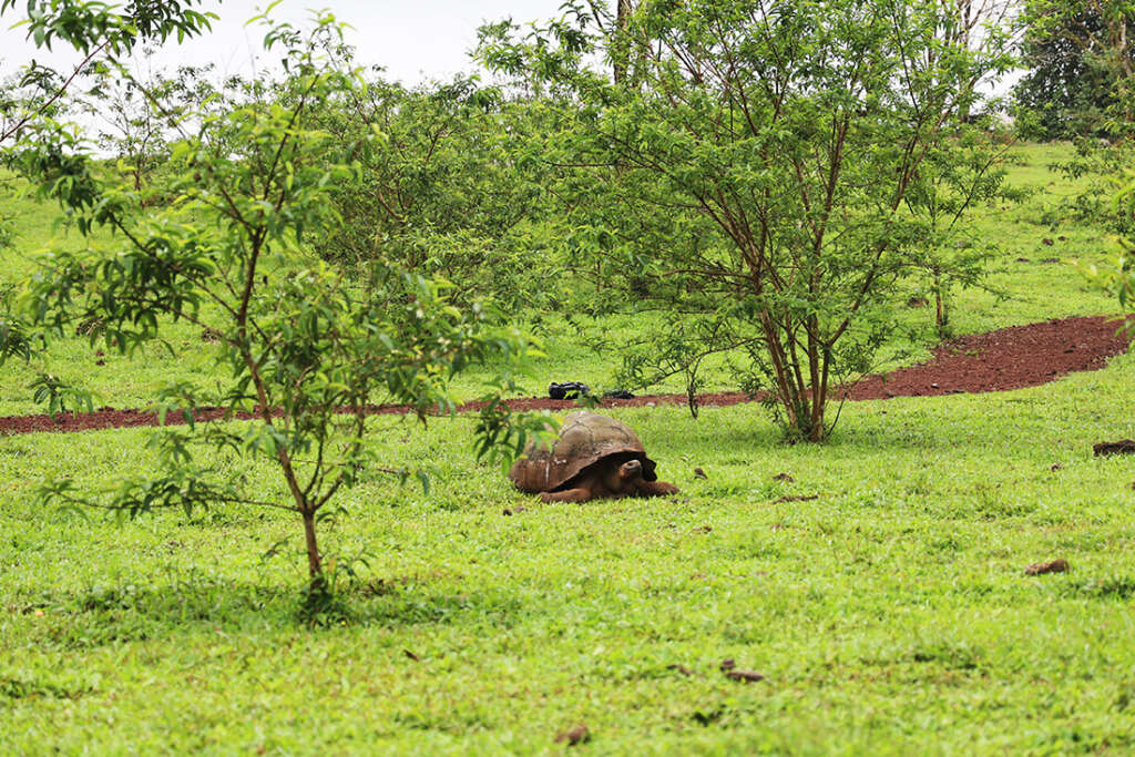 the highlands of Santa Cruz Island in the Galapagos, the best place to see the famous giant tortoises