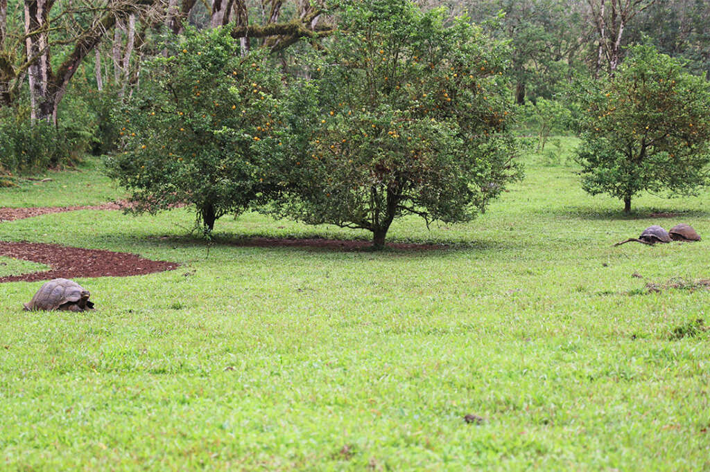 The giant tortoises of the Galapagos on Santa Cruz Island