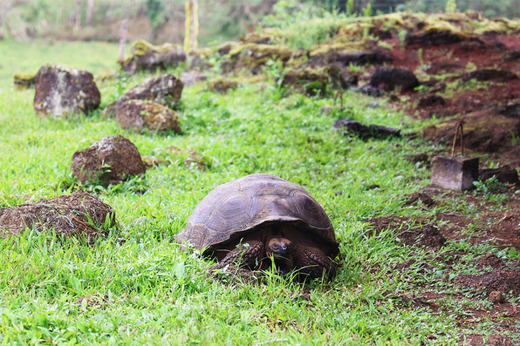 the highlands of Santa Cruz Island in the Galapagos, the best place to see the famous giant tortoises