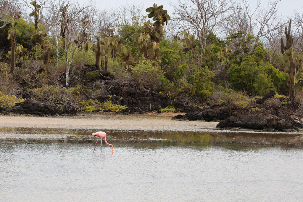 Best photos and highlights from Cerro Dragon in the Galapagos Islands, home to a cactus forest, flamingos and several rare land iguanas