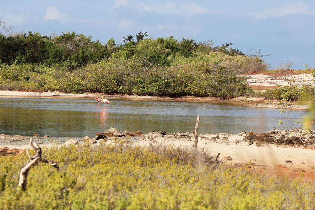 Best photos and highlights from Cerro Dragon in the Galapagos Islands, home to a cactus forest, flamingos and several rare land iguanas