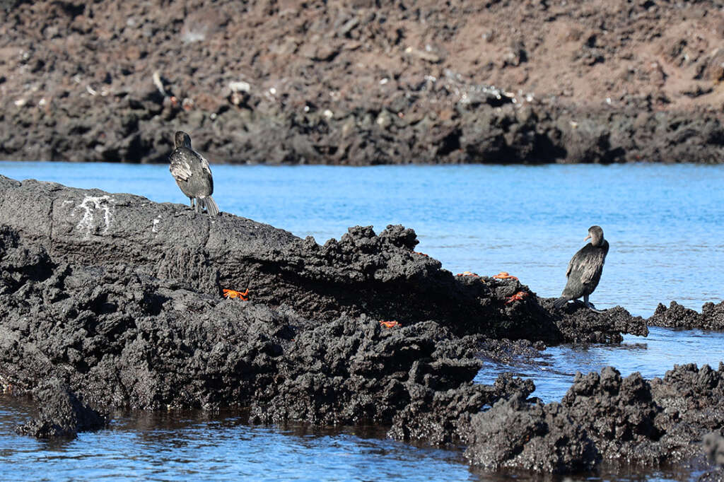 photos from Punta Mangle in Galapagos Islands, with birds like Blue-Footed Boobies and penguins, plus sea lions and marine iguanas