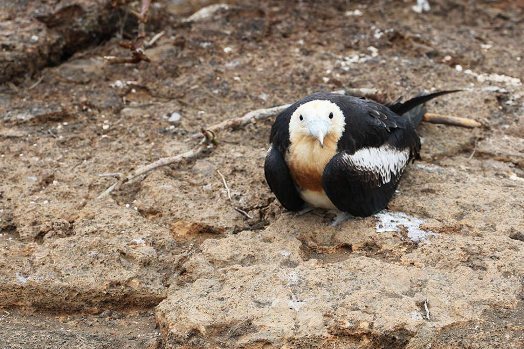 Red-Footed Boobies, Nazca boobies and Galapagos owls