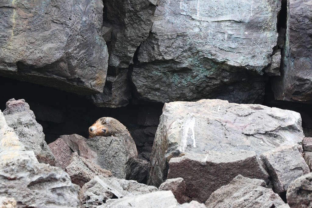 Red-Footed Boobies, Nazca boobies and Galapagos owls