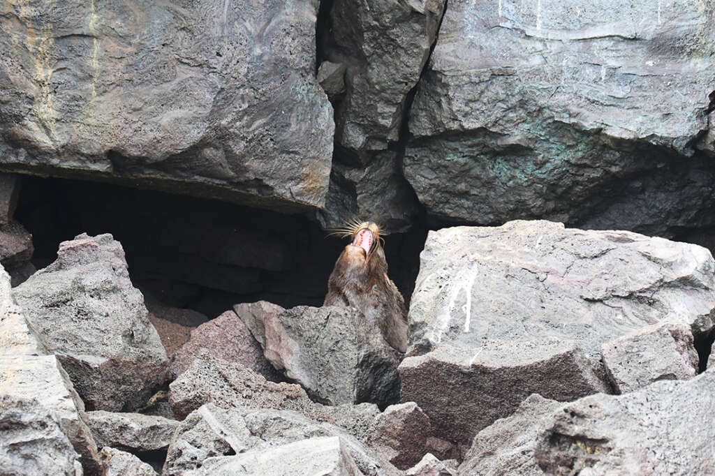 Photos of Prince Philip's Steps in the Galapagos Islands, a nursery for rare birds like Red-Footed Boobies, Nazca boobies and Galapagos owls