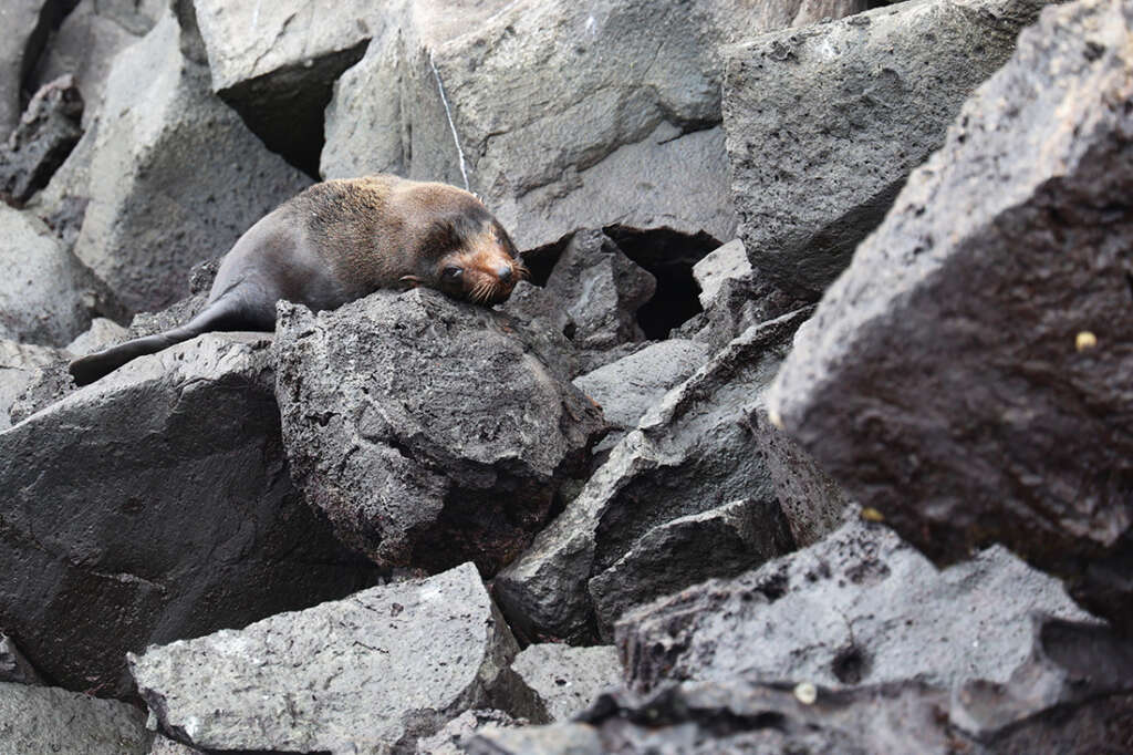 Photos of Prince Philip's Steps in the Galapagos Islands, a nursery for rare birds like Red-Footed Boobies, Nazca boobies and Galapagos owls