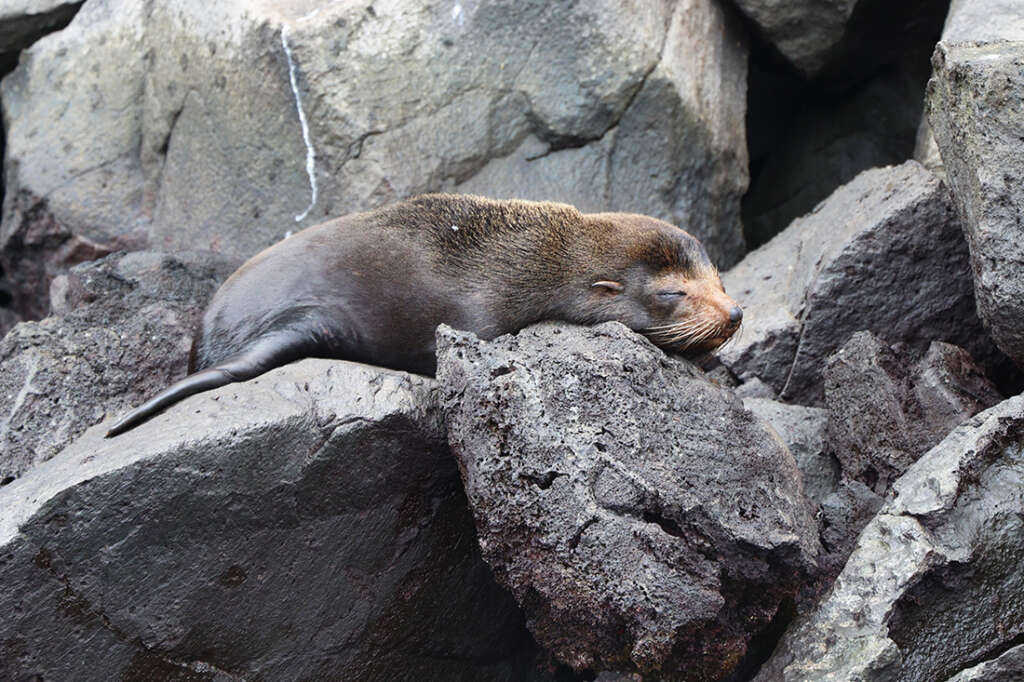 Red-Footed Boobies, Nazca boobies and Galapagos owls