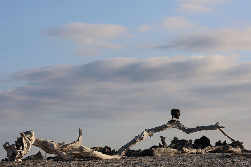 Photos from a visit to Punta Espinoza in the Galapagos Islands, home to marine iguanas, sea lions, hawks and crabs. 