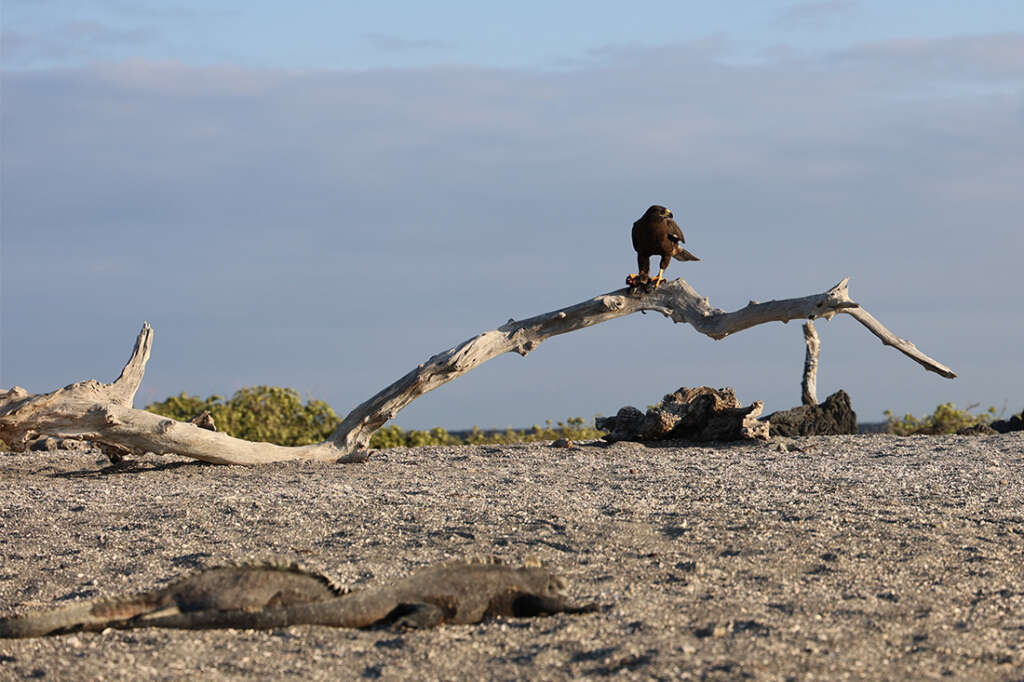 Best photos from a vacation visit to Punta Espinoza in the Galapagos Islands, home to marine iguanas, sea lions, hawks, crabs