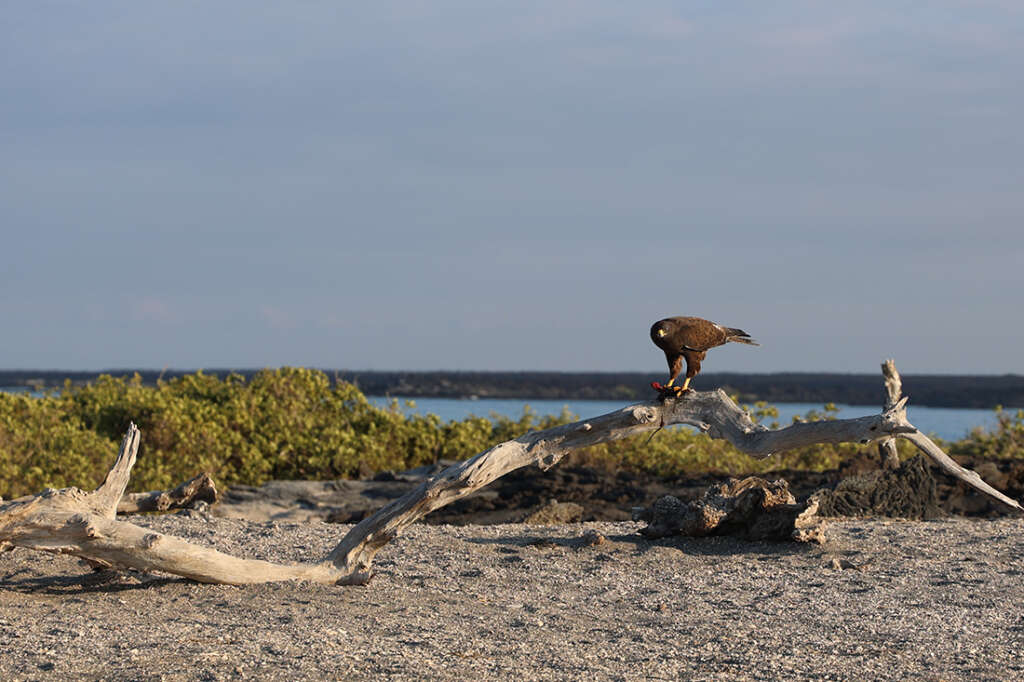 Hawk Punta Espinoza