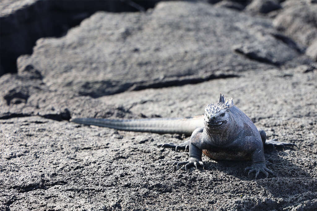 Marine iguana on Punta Espinoza 