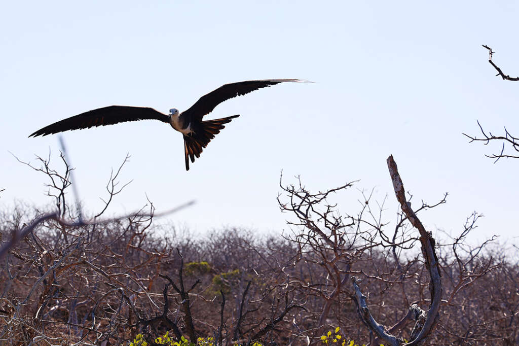 Photos of North Seymour Island in Galapagos with mating sea birds including male Frigatebirds with red sacs